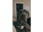 Adopt Deebo a Gray/Blue/Silver/Salt & Pepper American Pit Bull Terrier / Mixed