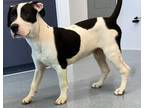Adopt Popeye a American Pit Bull Terrier / Mixed dog in Portland, IN (41477233)