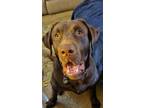 Adopt Riley a Brown/Chocolate Labrador Retriever / Mixed dog in Hilliard