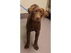 Adopt 29954 a Labrador Retriever