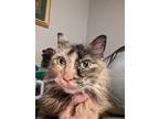 Adopt Mira a Tortoiseshell Manx / Mixed (medium coat) cat in Maryland Heights