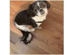 Adopt Oreo a Black - with White Shih Tzu / Mixed dog in Carrollton