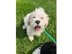 Adopt Archie a White - with Tan, Yellow or Fawn Lhasa Apso / Cocker Spaniel /