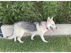 Adopt Niko a Gray/Blue/Silver/Salt & Pepper German Shepherd Dog / Mixed dog in