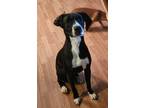 Adopt Roxey a Black - with White Hound (Unknown Type) / Mixed dog in Kellogg