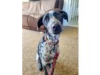 Adopt Panda a Black - with White German Shorthaired Pointer / Mutt / Mixed dog