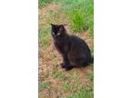 Adopt Kagome a All Black Domestic Mediumhair (medium coat) cat in
