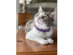 Adopt Aimee a Calico or Dilute Calico Calico / Mixed (medium coat) cat in Punta
