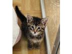 Adopt Cosmo a Brown Tabby Domestic Shorthair / Mixed (short coat) cat in Bronx