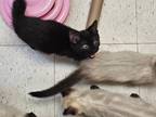 Adopt FIV Kittens! a All Black Domestic Shorthair (short coat) cat in Kennesaw