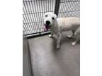 Adopt Abraham 30313 a White Collie dog in Joplin, MO (41478013)