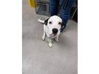 Adopt Nico 30312 a White Collie dog in Joplin, MO (41478012)