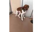 Adopt Frasier 30306 a Brown/Chocolate Labrador Retriever dog in Joplin