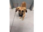 Adopt Cheeseball 123670 a Brown/Chocolate Shepherd (Unknown Type) dog in Joplin