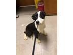 Adopt Dixie 123484 a Black Shepherd (Unknown Type) dog in Joplin, MO (41478007)