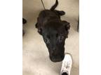 Adopt Kelly 123482 a Black Shepherd (Unknown Type) dog in Joplin, MO (41478006)