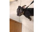 Adopt Skittle 123479 a Black Pit Bull Terrier dog in Joplin, MO (41478005)