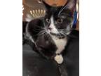 Adopt Skyler 123647 a All Black Domestic Shorthair (short coat) cat in Joplin