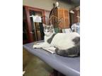 Adopt Mojo a White (Mostly) Domestic Shorthair / Mixed (short coat) cat in Fort