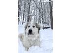 Adopt Sammy a White - with Gray or Silver Great Pyrenees / Mixed dog in