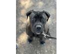 Adopt Stiorra a Brindle Boxer / Cane Corso / Mixed dog in Orange, CA (41477998)