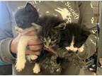 Adopt Mateo a Black & White or Tuxedo Domestic Mediumhair (medium coat) cat in