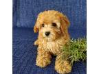 Adopt Calli a Red/Golden/Orange/Chestnut - with White Cavapoo / Mixed dog in