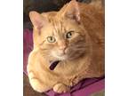 Adopt Dexter a Orange or Red Tabby / Mixed (medium coat) cat in Ramona
