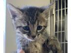 Adopt Jazzy a Gray, Blue or Silver Tabby Domestic Shorthair (short coat) cat in