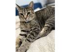 Adopt Cake a Tiger Striped American Shorthair / Mixed (short coat) cat in