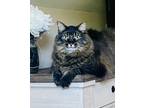 Adopt Boo a Tiger Striped Domestic Mediumhair / Mixed (medium coat) cat in