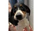 Adopt Robo a Tricolor (Tan/Brown & Black & White) Hound (Unknown Type) / Mixed