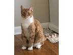 Adopt Kevin a Orange or Red Tabby Domestic Shorthair / Mixed (short coat) cat in