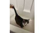 Adopt Dexter a Brown Tabby Domestic Mediumhair / Mixed (short coat) cat in O