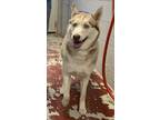 Adopt Luna a Red/Golden/Orange/Chestnut - with White Husky / Mixed dog in Silver