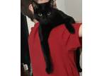 Adopt Milo a All Black Domestic Mediumhair / Mixed (short coat) cat in Castle