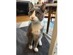 Adopt Smokey a Gray or Blue (Mostly) Domestic Mediumhair (medium coat) cat in