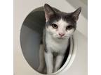 Adopt Bell Elizabeth a Gray or Blue (Mostly) Domestic Shorthair (short coat) cat