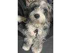 Adopt EllaBlue a Merle Aussiedoodle / Mixed dog in Fargo, ND (41477328)
