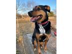 Adopt Reggie a Black - with White Black and Tan Coonhound / Mixed dog in Normal