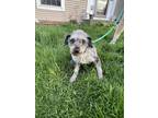 Adopt Andy a Merle Miniature Poodle / Mixed dog in Hainesville, IL (41477226)