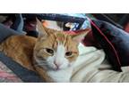 Adopt Max a Orange or Red Tabby Tabby / Mixed (short coat) cat in Bremerton