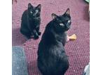 Adopt Sunny & Chip Carpenter a All Black Domestic Shorthair (short coat) cat in