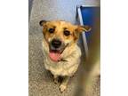 Adopt Patches a Tricolor (Tan/Brown & Black & White) Australian Cattle Dog dog