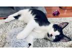 Adopt Nash a Black & White or Tuxedo Domestic Shorthair (short coat) cat in