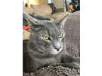 Adopt Kiko a Gray or Blue Tabby / Mixed (medium coat) cat in Collegeville