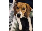 Adopt Ginny a Tricolor (Tan/Brown & Black & White) Beagle / Mixed dog in Broad