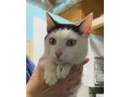 Adopt 24-05-1531a Wren a Domestic Shorthair / Mixed (short coat) cat in Dallas