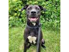 Adopt Laura a Pit Bull Terrier