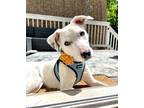 Adopt Penney a Jack Russell Terrier